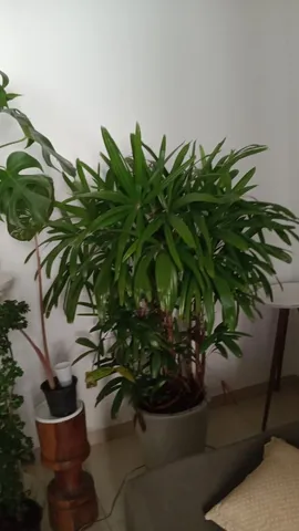 Planta palmeira rafis