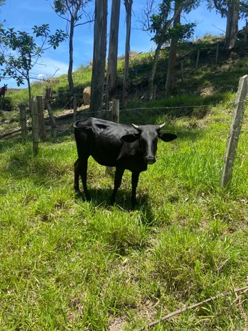 vendo novilhas 