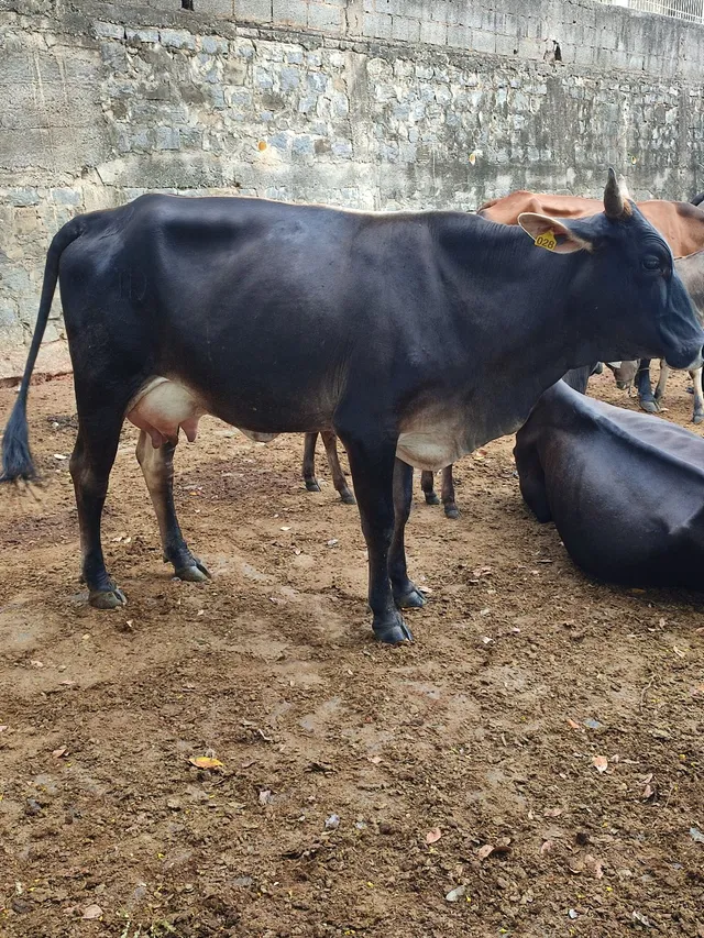 Vacas e Novilhas de leite