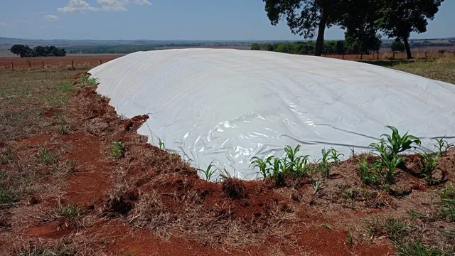 Silagem de sorgo com todos os grãos de alta qualidade.