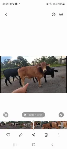 Boi , bezerro , garrote, touro
