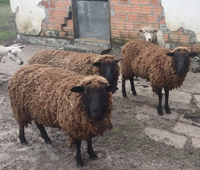Ovelhas 