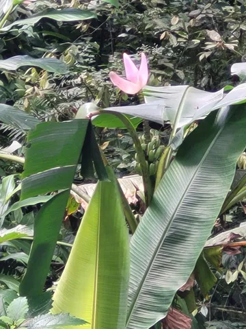 Muda bananeira rosa