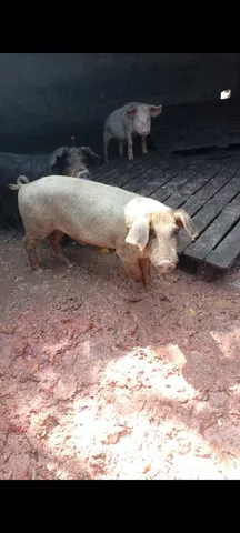 Porco caipira 