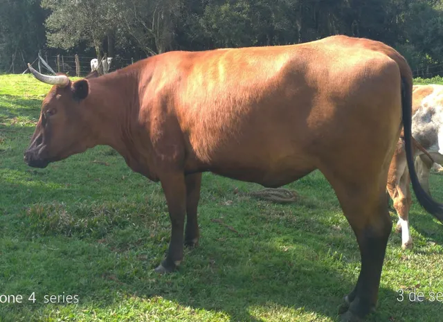 Vacas a Venda