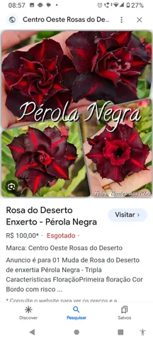 Rosas do deserto 40
