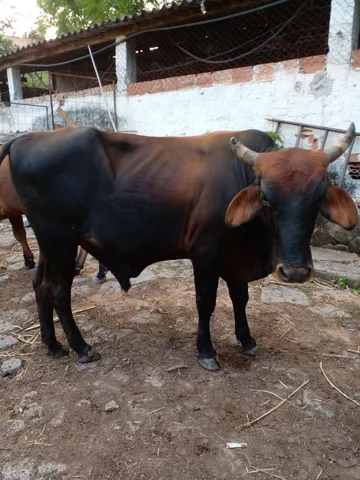 Vendo 1 boi e 1 garrote. 5500 