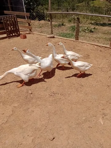 Vendo ganso chinês 