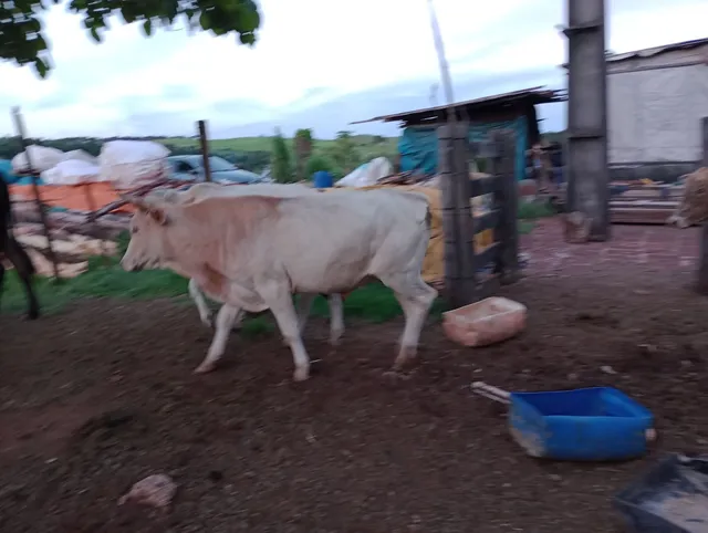 Vendo dois boi mais duas vacas 