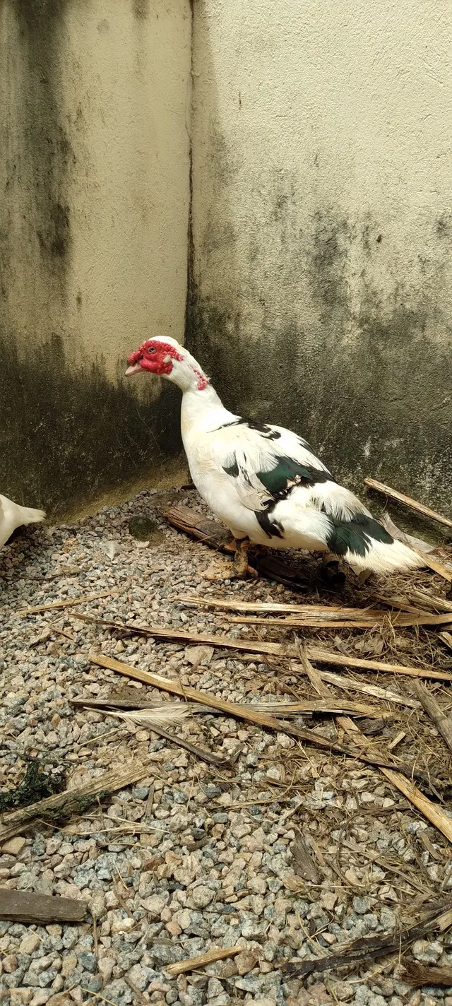 Pato 