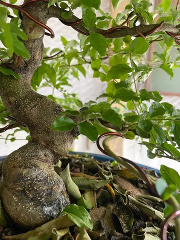 Pré Bonsai Legustrinho 8 anos