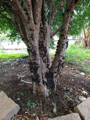 Jabuticaba 