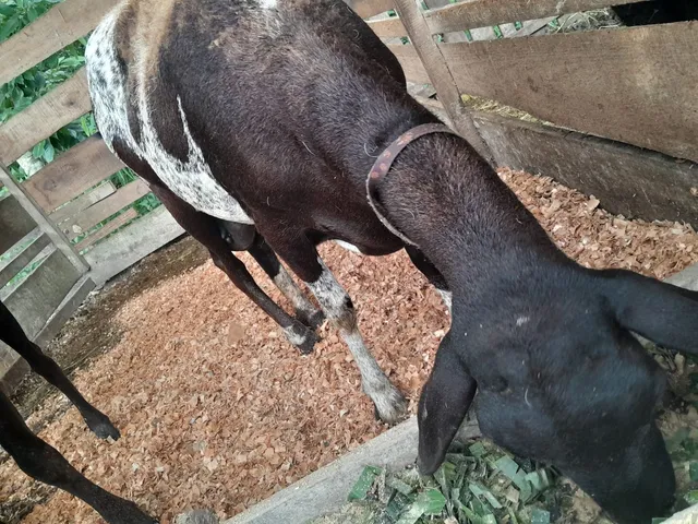 Ovelha