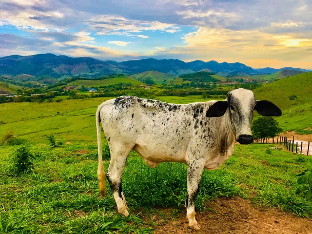 Novilha girolanda 