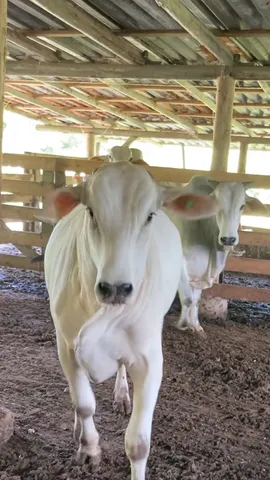 Tourinho Nelore. Gado. Boi