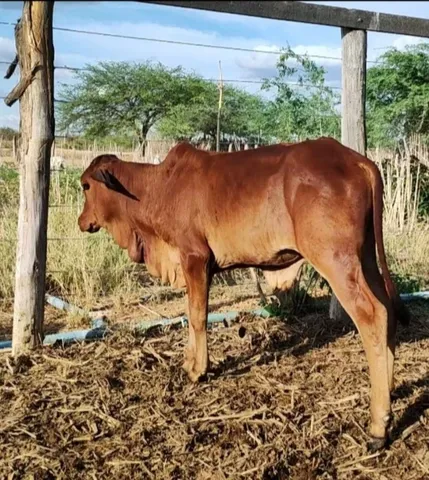 Bezerro Sindi PO 
