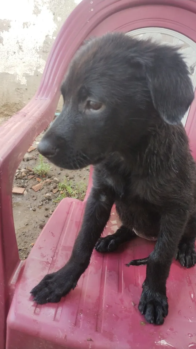 Vendo um filhote de labrador fêmea 
