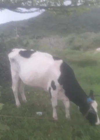 Vendo Vaca Holandesa 