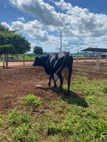 vacas leiteiras