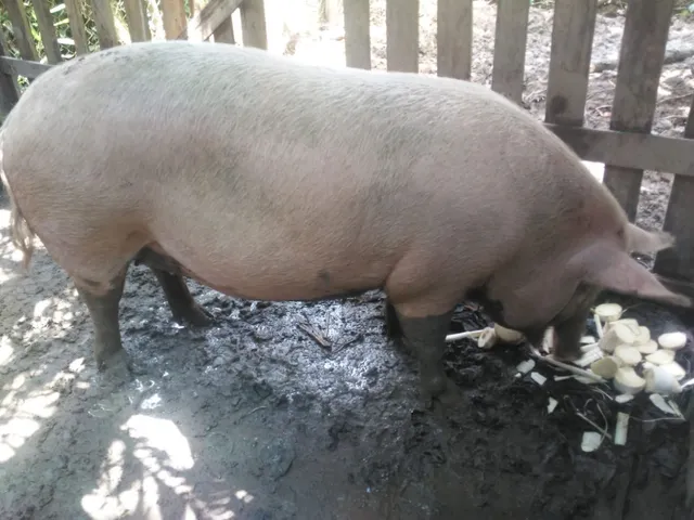 Porco Inteiro