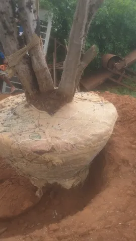 Fazemos transplantação de plantas