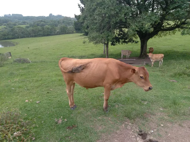 Terneiro 