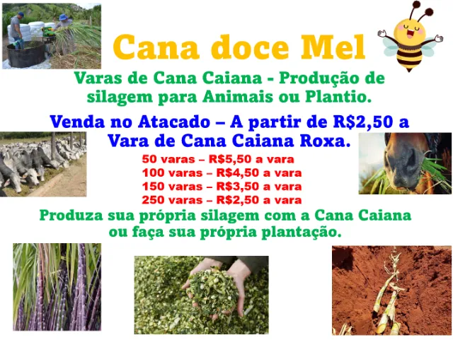 Cana-de-Açúcar para Silagem - Vara da Caiana Roxa R$2,50