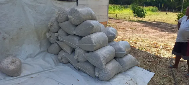 Silagem de milho - saco de 30kg por