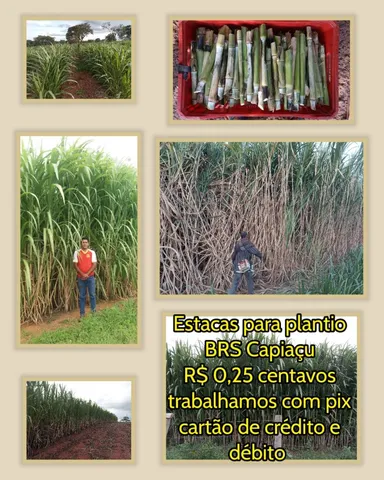 Capiaçu R$ 0,25 centavos estacas com 2 gemas 