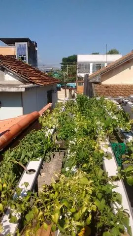 Mudas de Pimenta Dedo de Moça