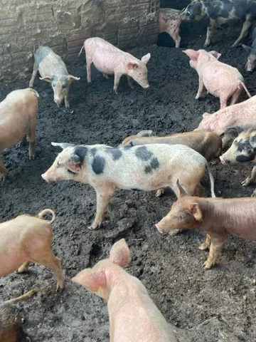 Leitão e porco 