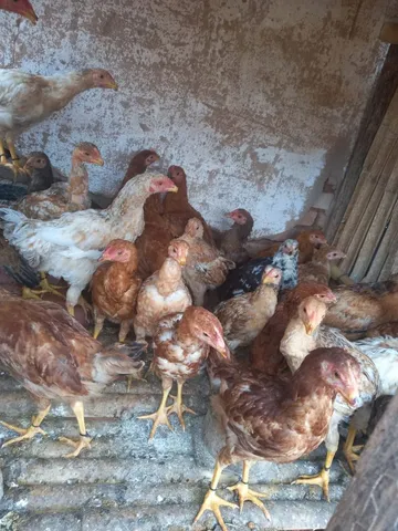 Franguinhos