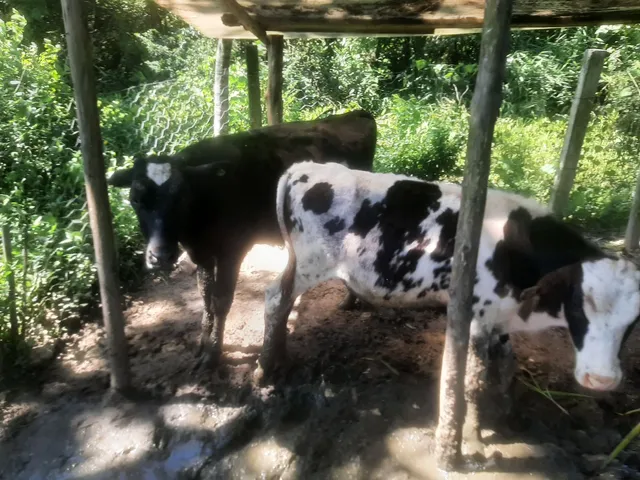 3 bezerros 