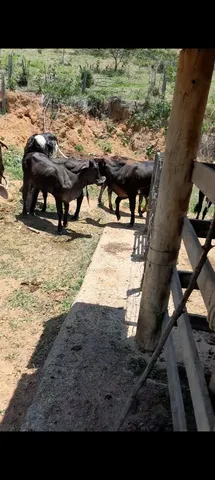 venda