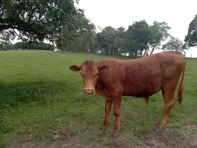 Tourinho hereford