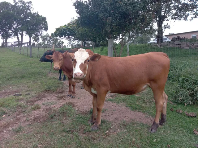 Terneira 