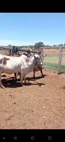 Vacas Gir e touro Gir