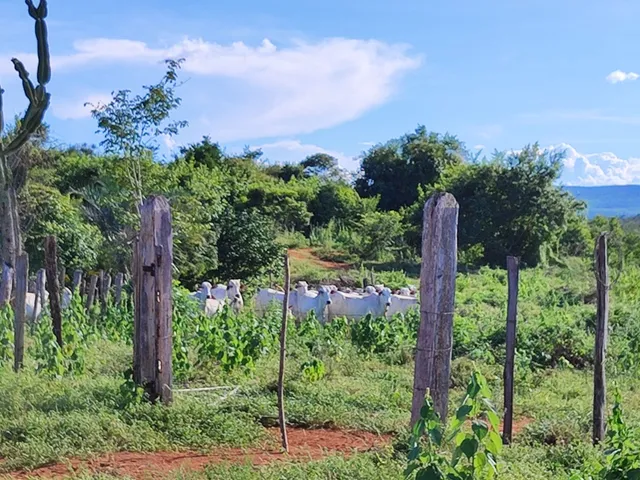 Venda 30 novilhas