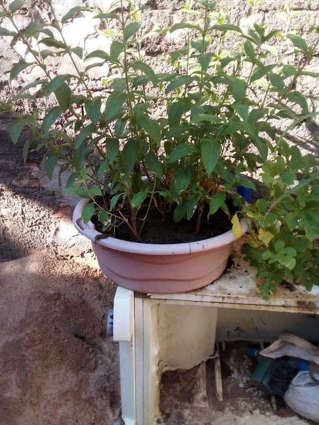 Vende mudas de sideiras 
