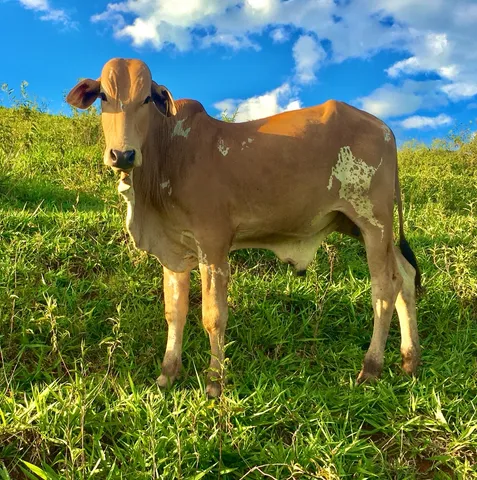 Tourinho Nelore pintado PO