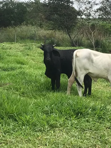 2 Garrotes e 1 Novilha