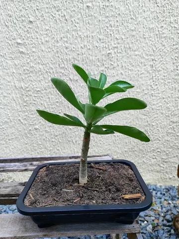 Mudas de Rosa do Deserto