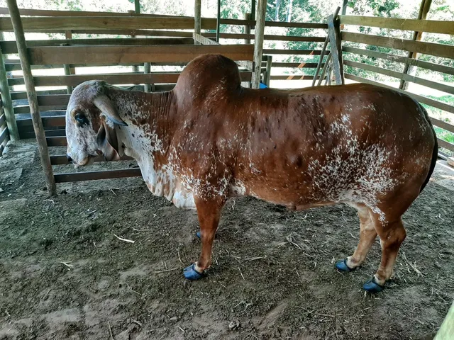 Vendo vacas gir registrada 