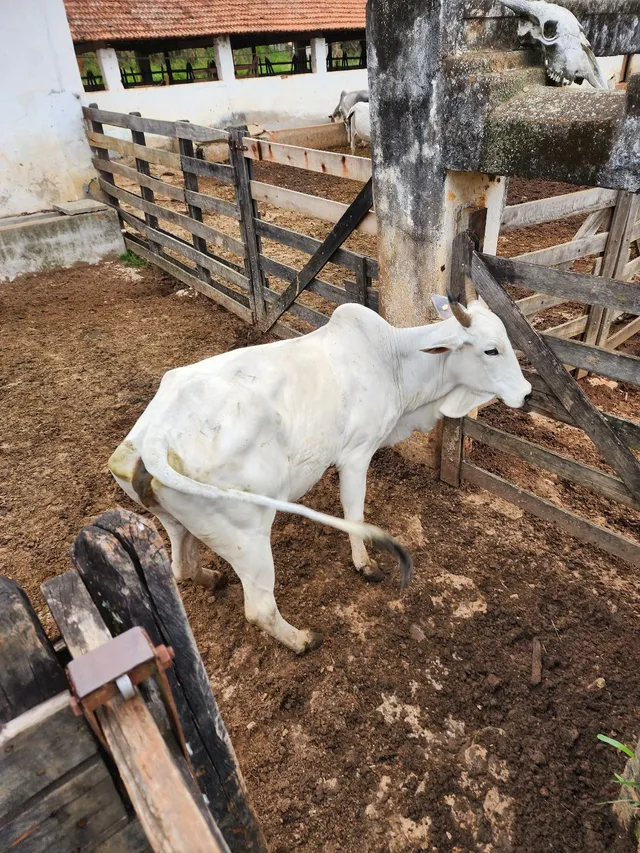 Vacas para corte 
