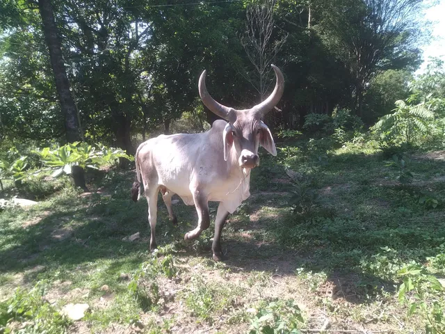 Novilha Guzerá 