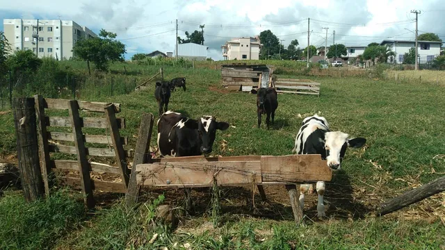 5 Bois aceito trocas