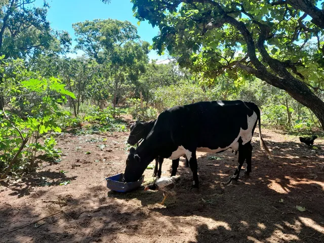 Vaca 2.500.00