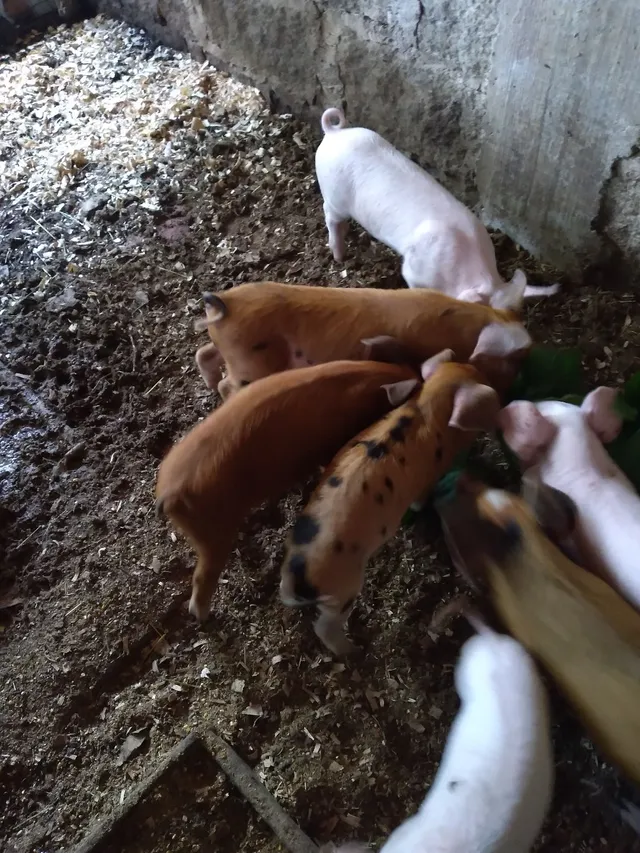 Leitao com 45 dias 