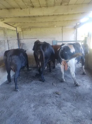 Gado para corte