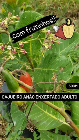 CAJUEIRO ANÃO ENXERTADO COM FRUTINHOS 
